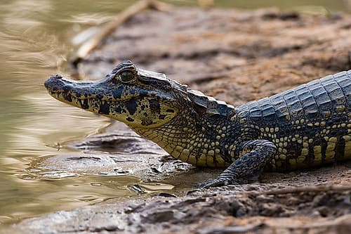 Yacare caiman-Caiman Crocodylus yacare-resting on the riverbank Mato Grosso Do Sul State-Brazil Animals Print
